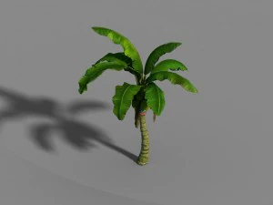 liuli island - coconut tree 01 3D Model