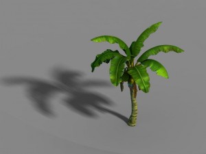 liuli island - coconut tree 01 3D Model