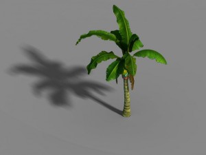 liuli island - coconut tree 01 3D Model