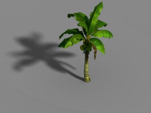 liuli island - coconut tree 01 3D Model