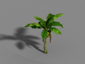 liuli island - coconut tree 01 3D Model
