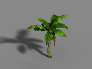 liuli island - coconut tree 01 3D Model