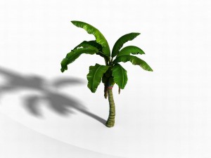 liuli island - coconut tree 01 3D Model
