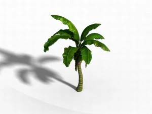 liuli island - coconut tree 01 3D Model