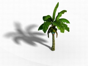liuli island - coconut tree 01 3D Model