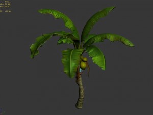 liuli island - coconut tree 01 3D Model