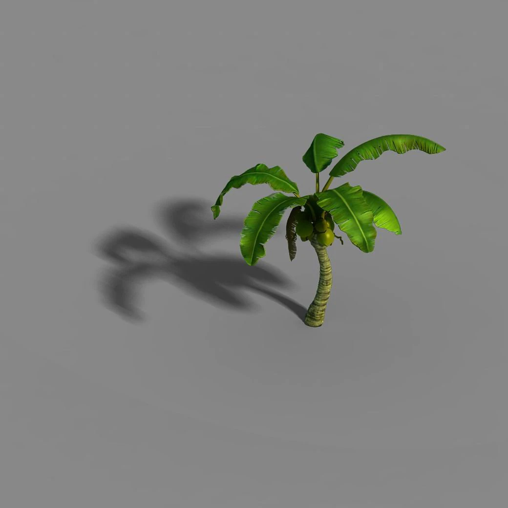liuli island - coconut tree 02 3D Model .c4d .max .obj .3ds .fbx .stl .blend