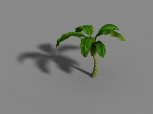 liuli island - coconut tree 02 3D Model