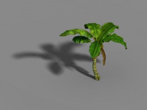 liuli island - coconut tree 02 3D Модель