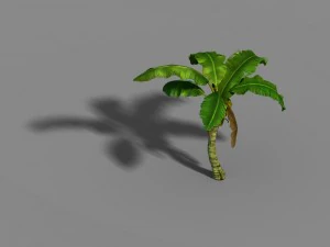 liuli island - coconut tree 02 3D Model