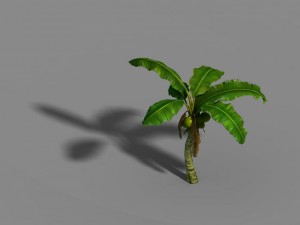 liuli island - coconut tree 02 3D Модель