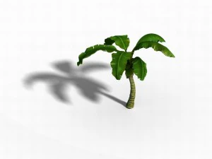 liuli island - coconut tree 02 3D Model