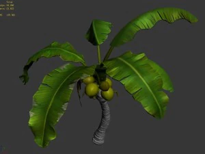 liuli island - coconut tree 02 3D Model