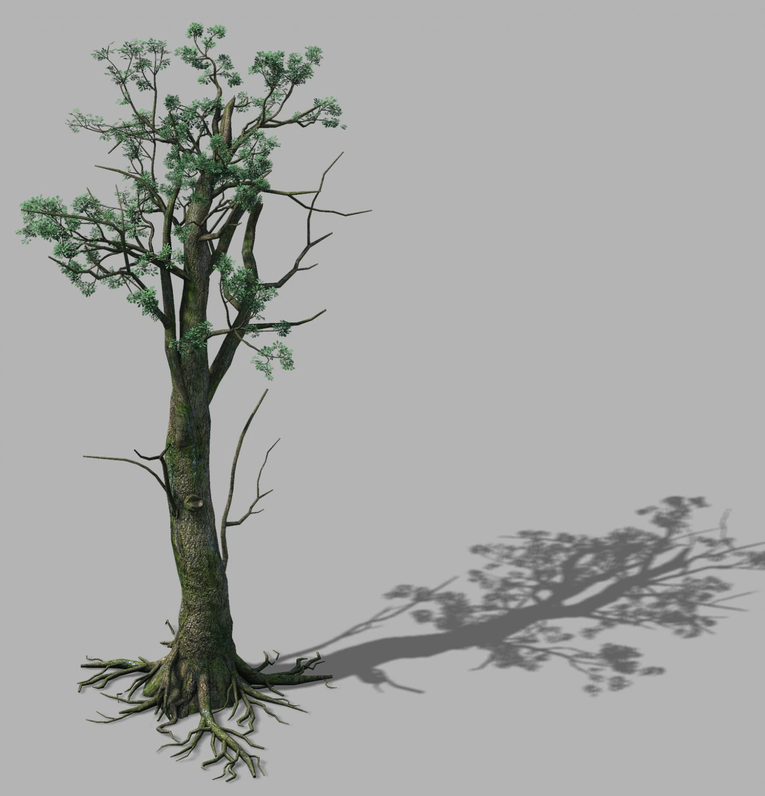 mountain hengshan - tree 02 3D Model .c4d .max .obj .3ds .fbx .stl .blend