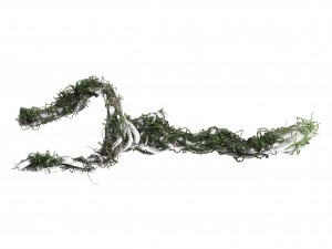 qingyun mountain - the trunk vine 01 Modèle 3D