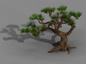 qingyun mountain - pine -01 3D Model