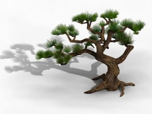 qingyun mountain - pine -01 3D Model