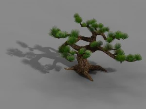 qingyun mountain - pine -01 3D Model