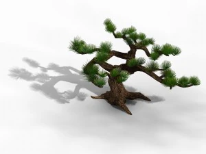 qingyun mountain - pine -01 3D Model