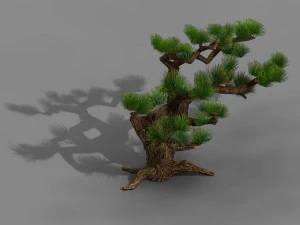 qingyun mountain - pine -01 3D Model