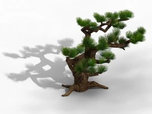 qingyun mountain - pine -01 3D Model