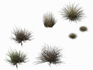 desert plants - hay 272 3D 模型