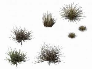 desert plants - hay 272 3D Model