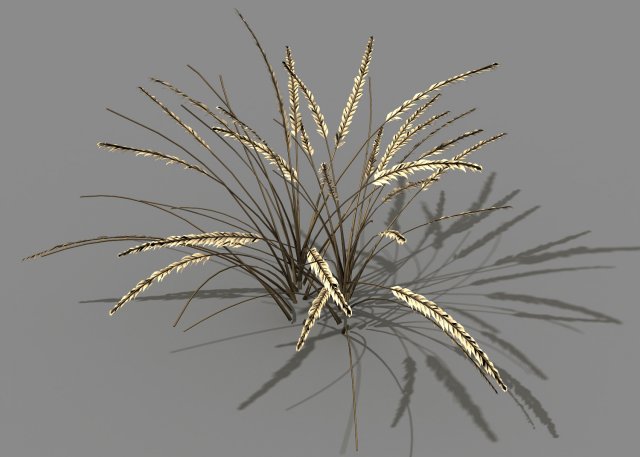 mountain plants - dog tail grass 01 Modelo 3D .c4d .max .obj .3ds .fbx .stl .blend