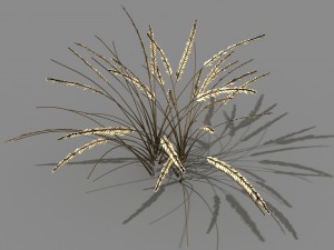 mountain plants - dog tail grass 01 Modèle 3D