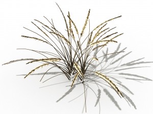 mountain plants - dog tail grass 01 Modelo 3D