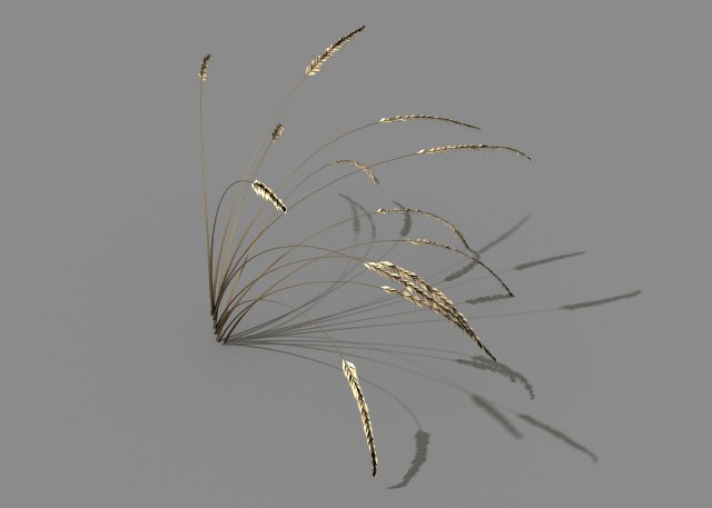 mountain plants - dog tail grass 03 3D Modell .c4d .max .obj .3ds .fbx .stl .blend