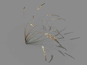 mountain plants - dog tail grass 03 Modèle 3D