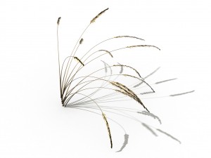 mountain plants - dog tail grass 03 3D Modell