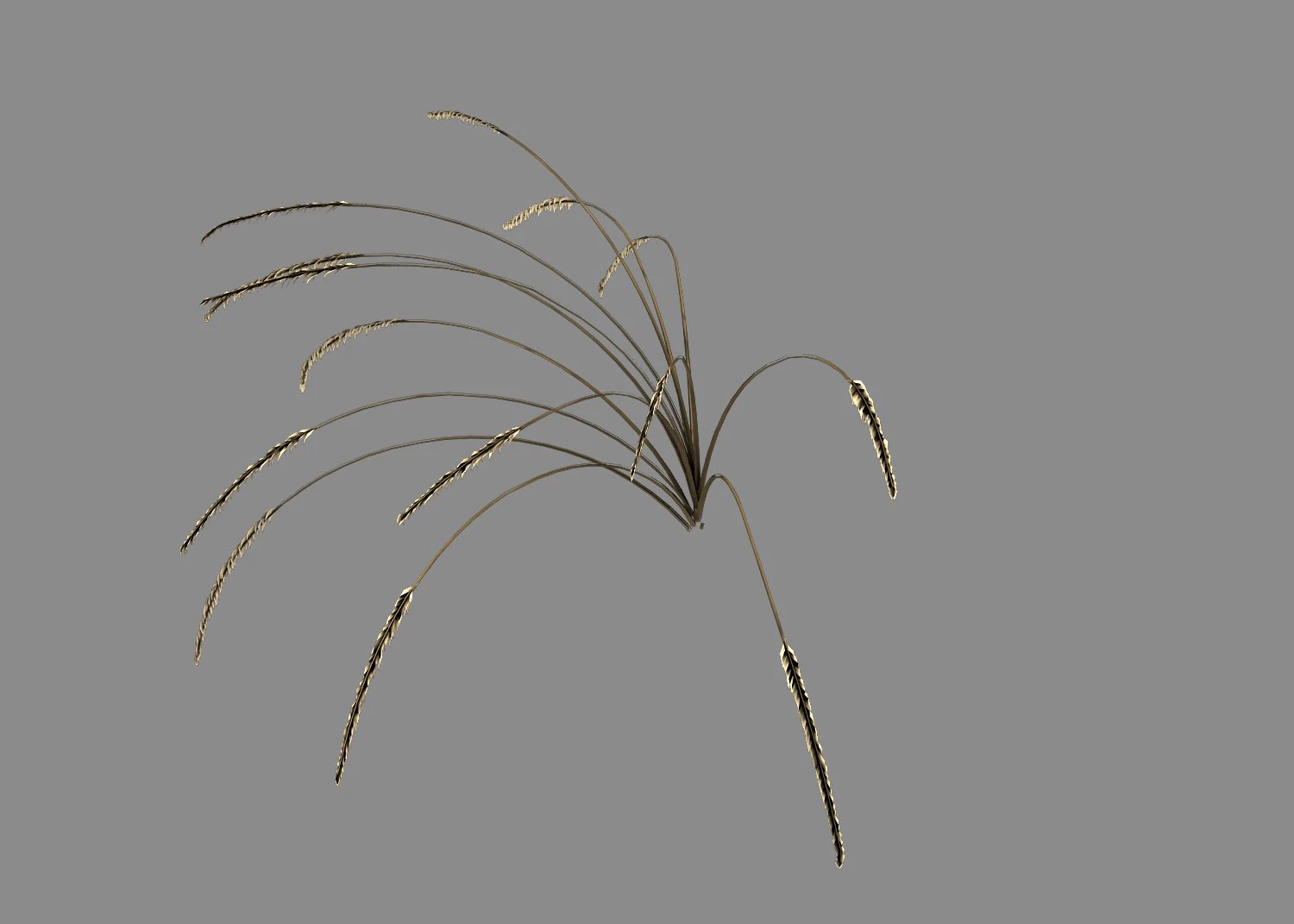 mountain plants - dog tail grass 04 3D Model .c4d .max .obj .3ds .fbx .stl .blend