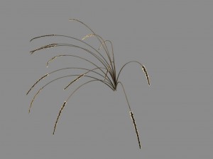 mountain plants - dog tail grass 04 3Dモデル