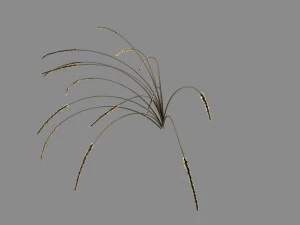 plantas de monta&ntilde;a - hierba de cola de perro 04 Modelo 3D