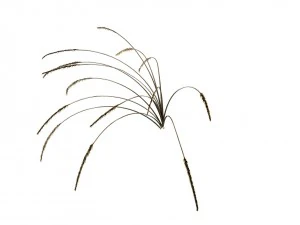 mountain plants - dog tail grass 04 3D Model