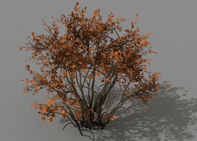 mountain plants - shrubs 05 3D Model .c4d .max .obj .3ds .fbx .stl .blend 