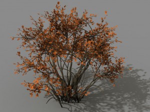 mountain plants - shrubs 05 Modèle 3D