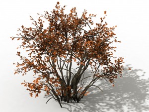 mountain plants - shrubs 05 3D Model