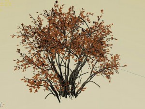 mountain plants - shrubs 05 3D Model