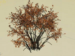 mountain plants - shrubs 05 3D Model