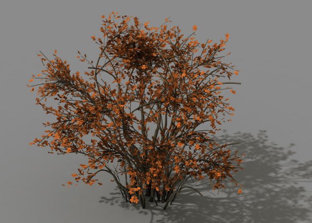 mountain plants - shrubs 06 3D मॉडल .c4d .max .obj .3ds .fbx .stl .blend 