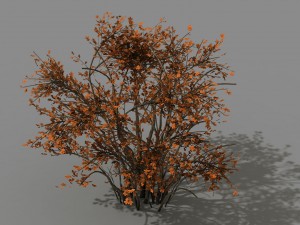 mountain plants - shrubs 06 Model 3D
