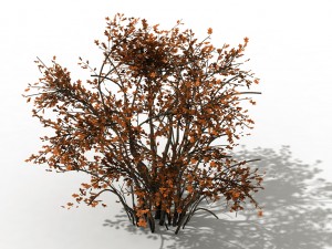 mountain plants - shrubs 06 3D मॉडल