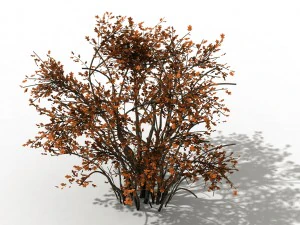 mountain plants - shrubs 06 3D Model