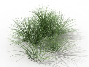 mountain plants - flowers 03 3D Model
