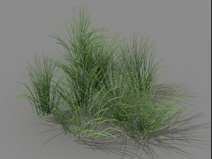 mountain plants - flowers 04 Modelo 3D