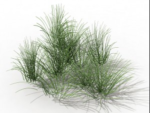 mountain plants - flowers 04 Model 3D