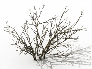 mountain plants - shrubs 01 3D 모델